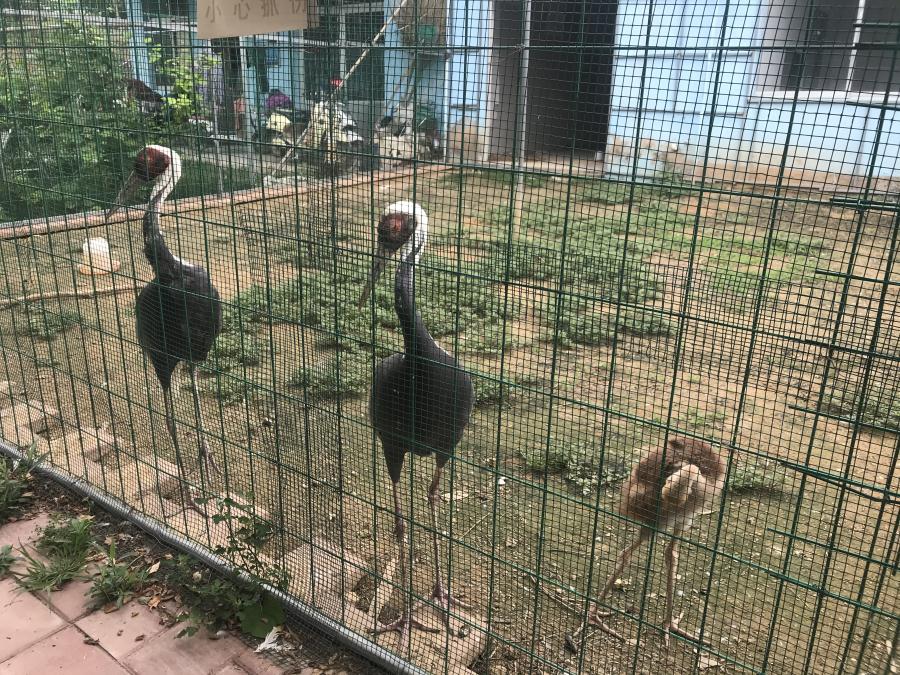 天鵝湖風(fēng)景區(qū)（泰山）速覽！(圖6)