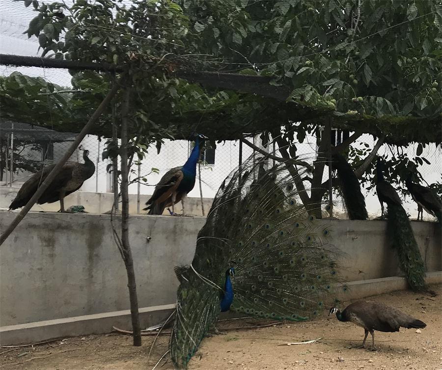 天鵝湖風(fēng)景區(qū)（泰山）速覽！(圖11)