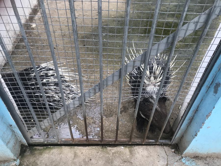 天鵝湖風(fēng)景區(qū)（泰山）速覽！(圖10)