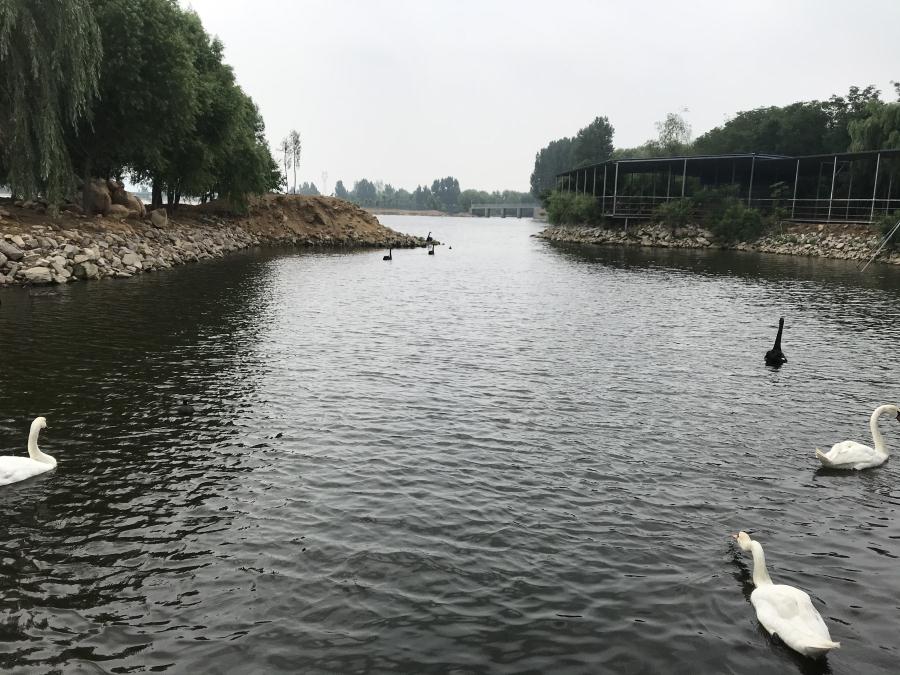 天鵝湖風(fēng)景區(qū)（泰山）速覽！(圖14)