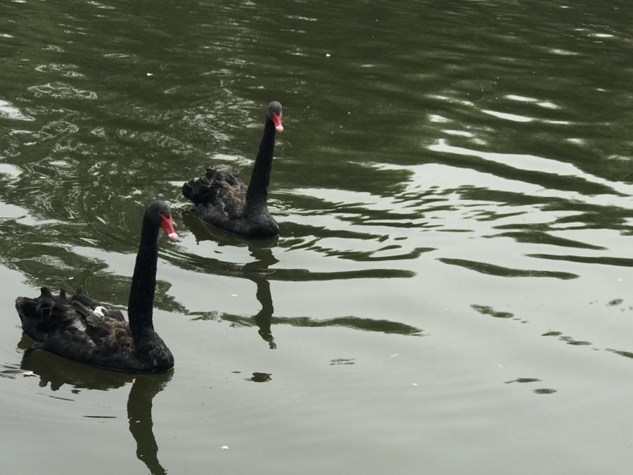 天鵝湖風(fēng)景區(qū)（泰山）速覽！(圖13)