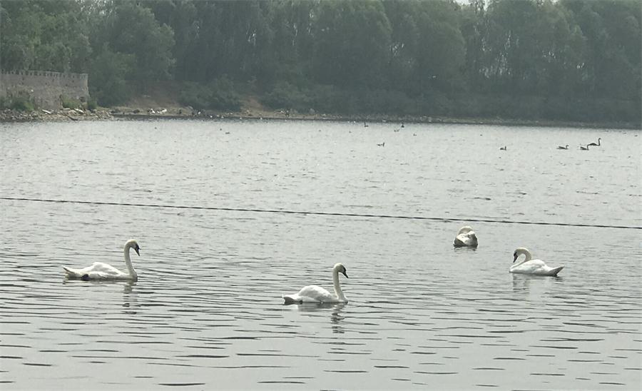 天鵝湖風(fēng)景區(qū)（泰山）速覽！(圖18)