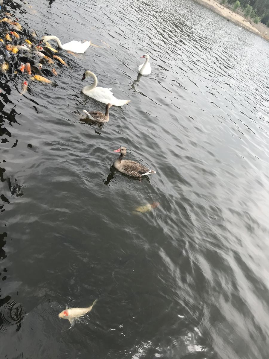 天鵝湖風(fēng)景區(qū)（泰山）速覽！(圖17)