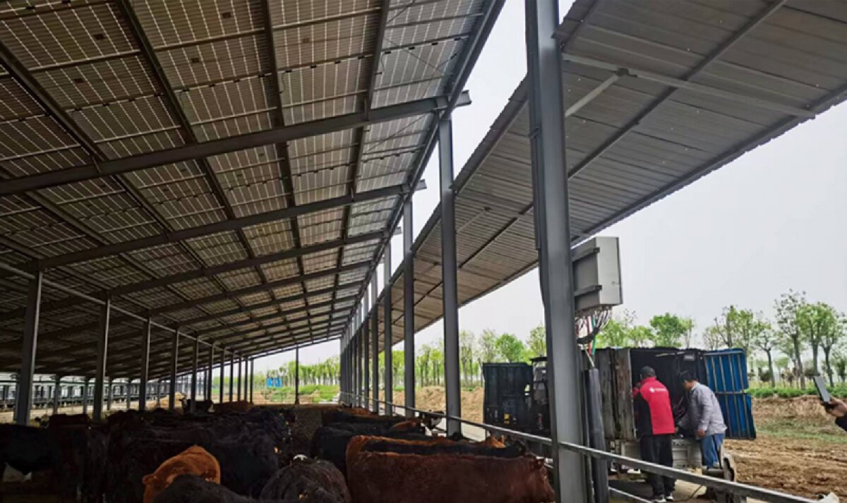 信橋鋼構(gòu)：打卡蒙陰農(nóng)業(yè)溫室大棚、青州黑牛養(yǎng)殖基地！(圖4)