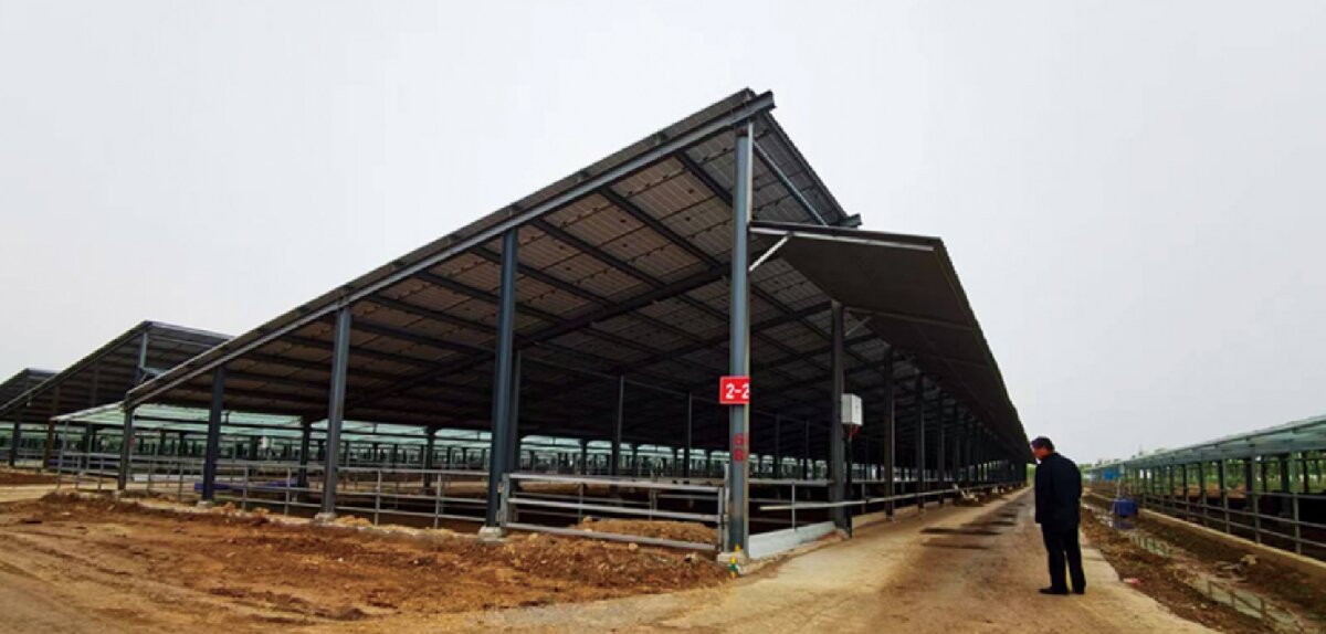 信橋鋼構(gòu)：打卡蒙陰農(nóng)業(yè)溫室大棚、青州黑牛養(yǎng)殖基地！(圖5)